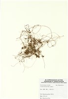 藏品(菟絲子)的圖片